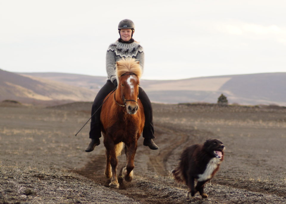 Lava Horses