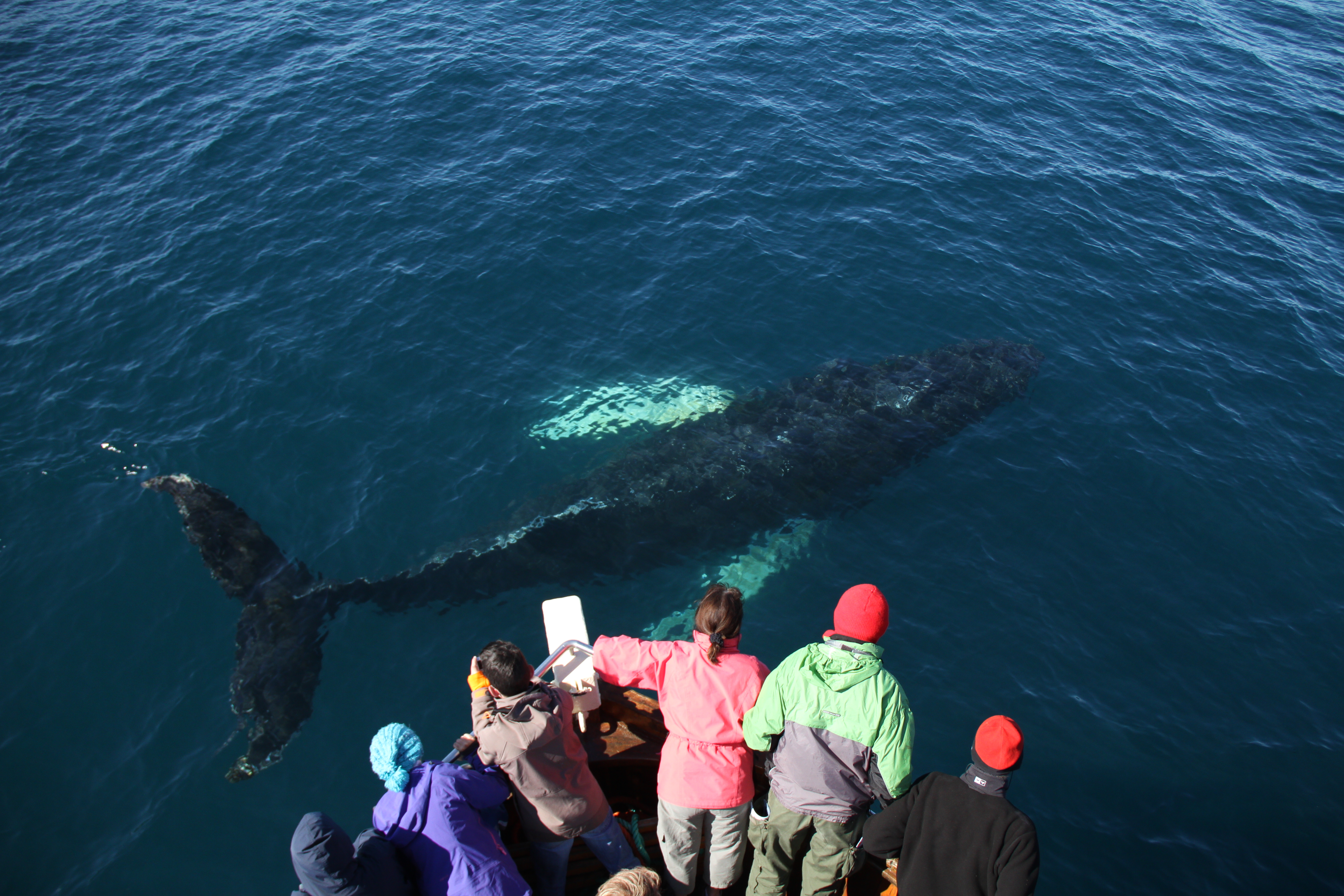 Whale Watching