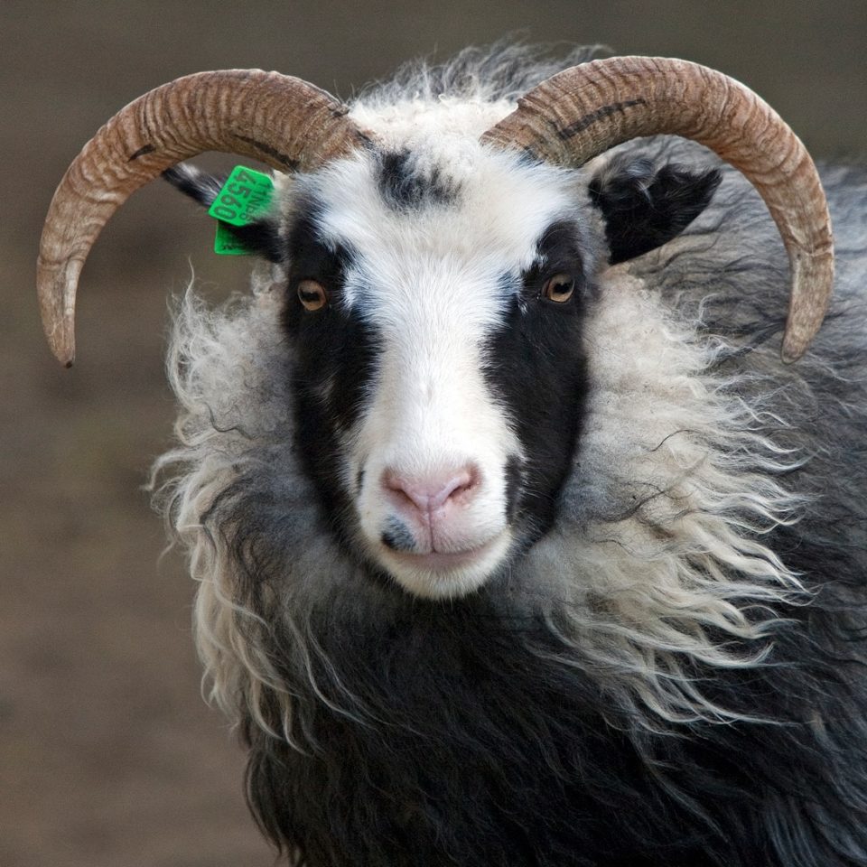 Forystusetur Leader Sheep Information Centre