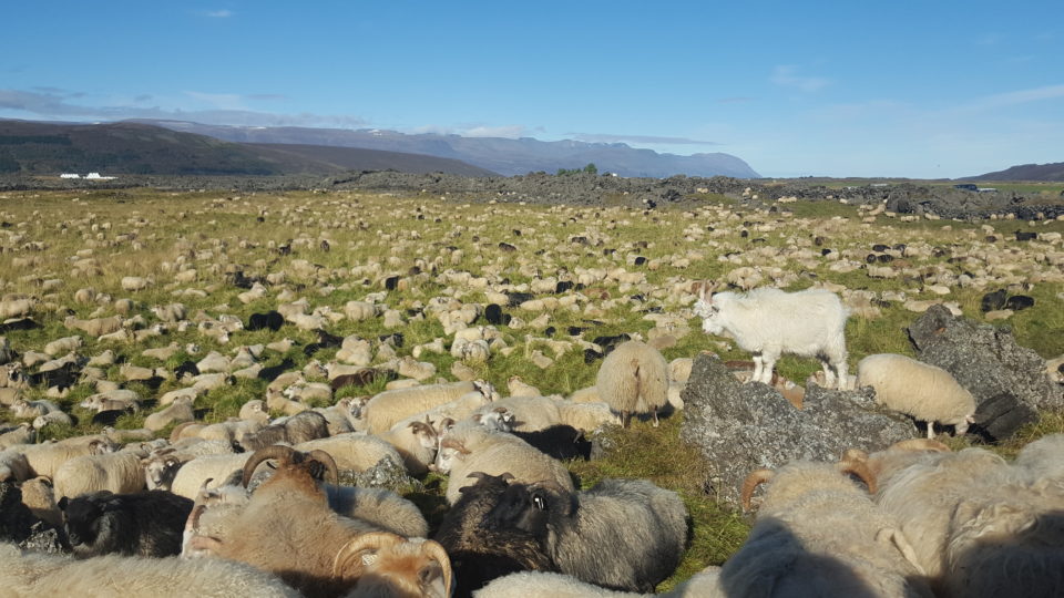 At some round-up several thousand sheep are gathered © Húsavíkurstofa
